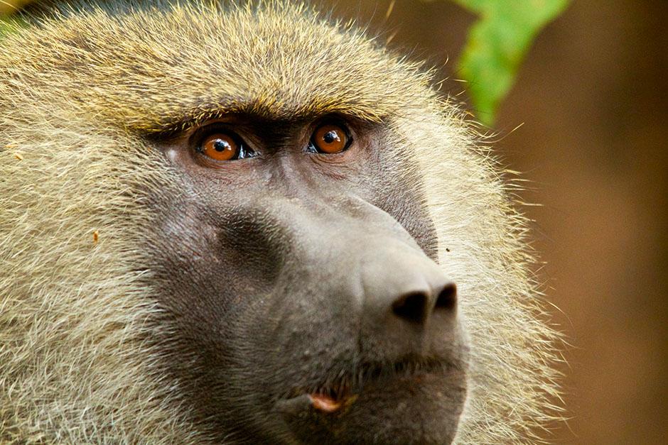 Baboon Looks To Heaven – Skeptic-ish